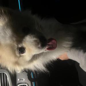 Found Dog Unknown