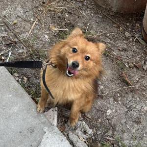 Found Dog Unknown