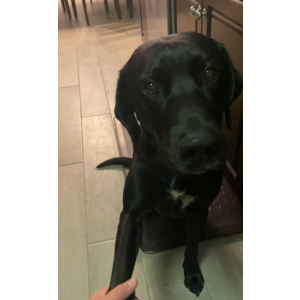Image of Paco, Lost Dog