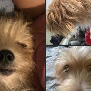 Lost Dog Jr