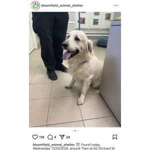Found Dog Unknown