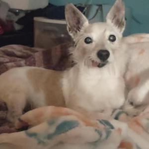 Lost Dog Ellie