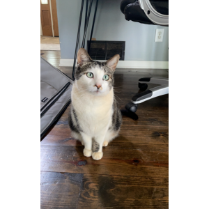 Image of Rosie, Lost Cat