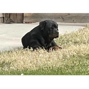 Found Dog Unknown