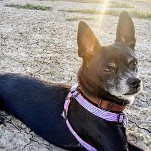 Lost Dog Dapper