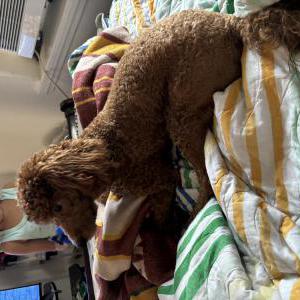 Lost Dog arlo