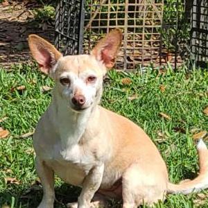 Lost Dog Julissa