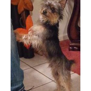 Lost Dog Taquito
