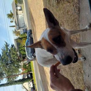 Found Dog no name
