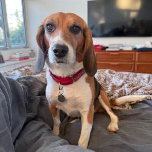 Lost Dog Brioche