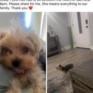 Lost Dog Cocoa