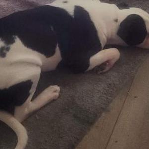 2nd Image of Kilo, Lost Dog