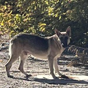 Found Dog Unknown