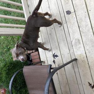 Found Dog Unknown