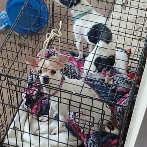 Image of Little bit, Lost Dog
