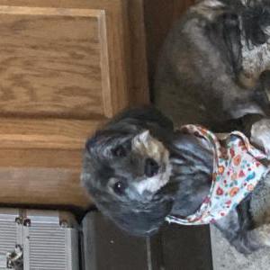Found Dog Unknown