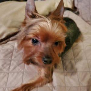 Image of Rebel, Lost Dog