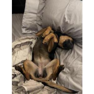 Image of Roxy, Lost Dog