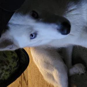 Lost Dog Luna