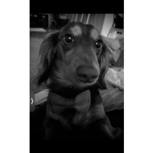 Lost Dog Thor