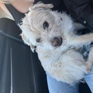 Found Dog Unknown