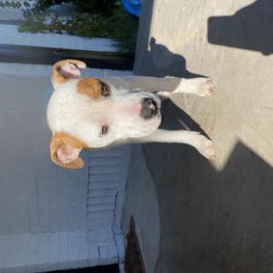 Found Dog Unsure