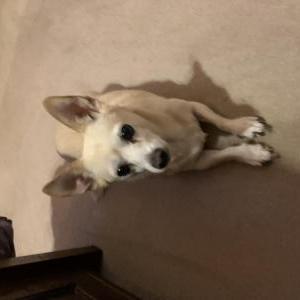 Lost Dog Charlie
