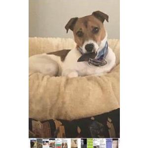 Lost Dog George