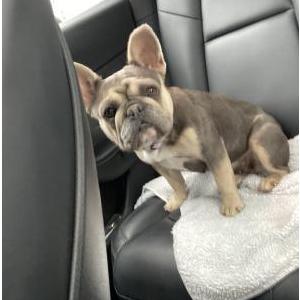 Found Dog Unknown