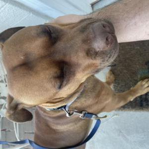 Found Dog Unknown