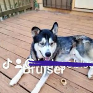 Lost Dog Bruiser