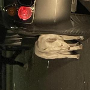 Found Dog Unknown
