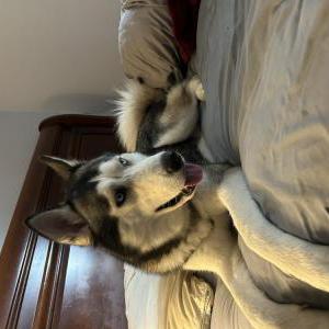 Lost Dog Milo