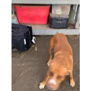 Image of Max, Lost Dog