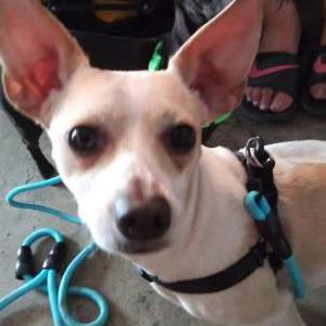 Lost Dog Rocky