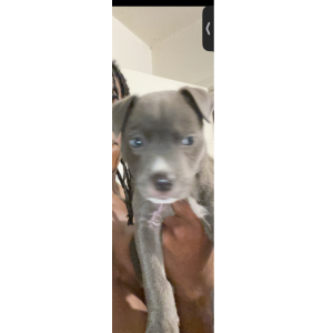 Image of Ghost, Lost Dog