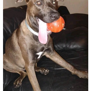 Lost Dog Daisy~Doodles