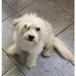 Lost Dog Luna