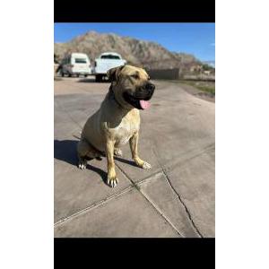 Lost Dog Chief