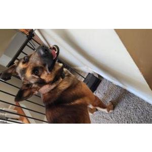 Lost Dog Bogart