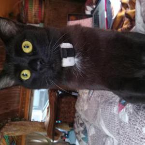 Image of Ohsee, Lost Cat