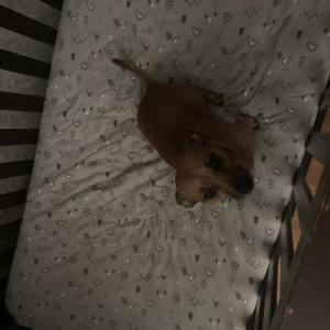 Lost Dog Flynn