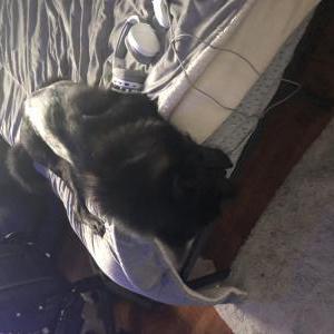 Lost Dog Ziac