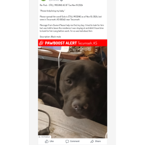 Lost Dog Solo