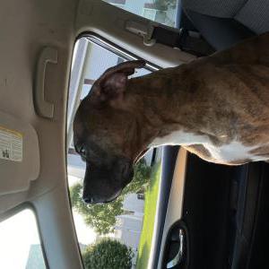 Lost Dog Victor