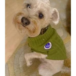 Lost Dog HENRY
