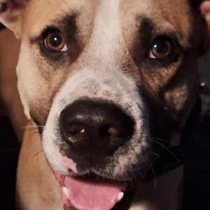 Image of Loco, Lost Dog