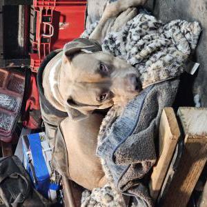 Lost Dog Dozer