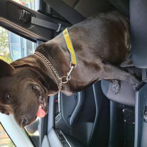 Found Dog Unknown