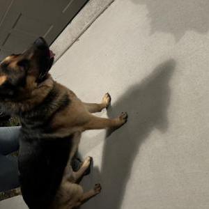 Found Dog Unknown